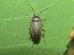 Androchirus erythropus