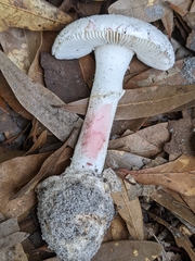 Amanita mutabilis image