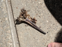 Scolopax minor