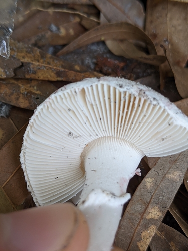 Amanita mutabilis image