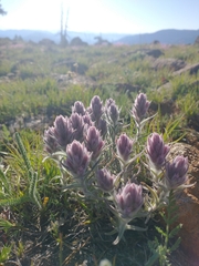 Castilleja schizotricha