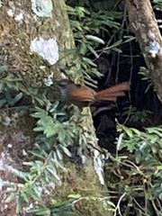 Synallaxis ruficapilla