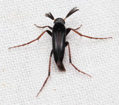 Macrosiagon linearis