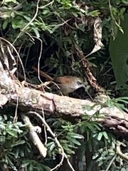 Synallaxis ruficapilla