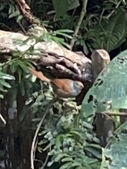 Synallaxis ruficapilla