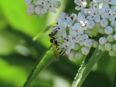 Philanthus pulchellus