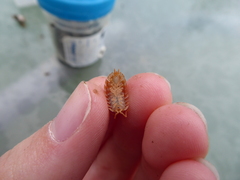 Oniscus asellus