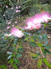 Calliandra surinamensis