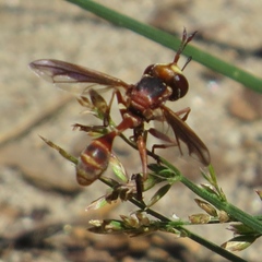 Physocephala texana