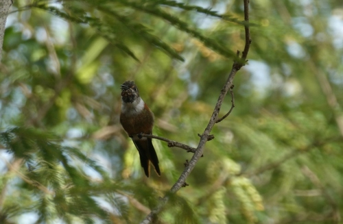 Bahama Hummingbird