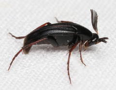 Macrosiagon linearis