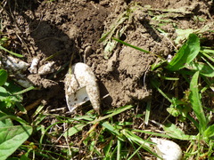 Chrysemys picta marginata