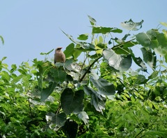 Acridotheres burmannicus