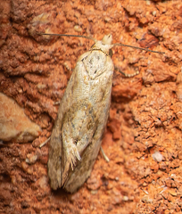 Platphalonidia