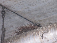 Muscicapa striata