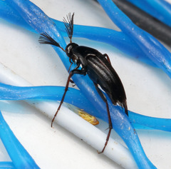 Macrosiagon linearis