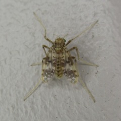 Psectrotanypus dyari