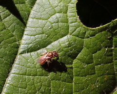 Lasioglossum pilosum