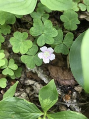 Oxalis montana image