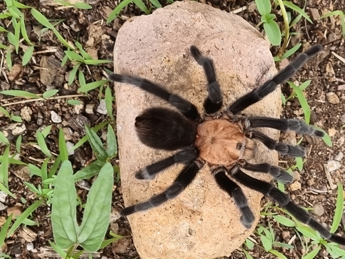 Mexican Rose Tarantula