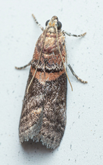 Acrobasis palliolella