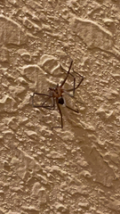 Loxosceles reclusa