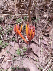 Erythrina leptorhiza