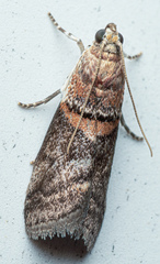 Acrobasis palliolella