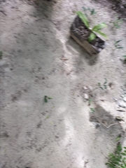 Tradescantia spathacea