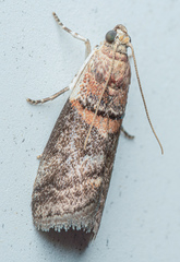 Acrobasis palliolella