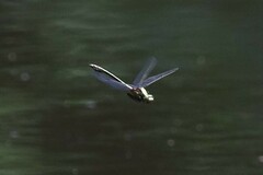 Dromogomphus spinosus