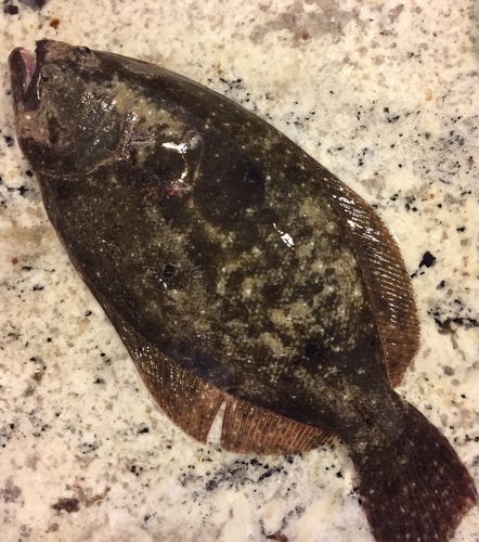 Paralichthys albigutta