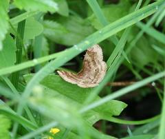 Metarranthis indeclinata