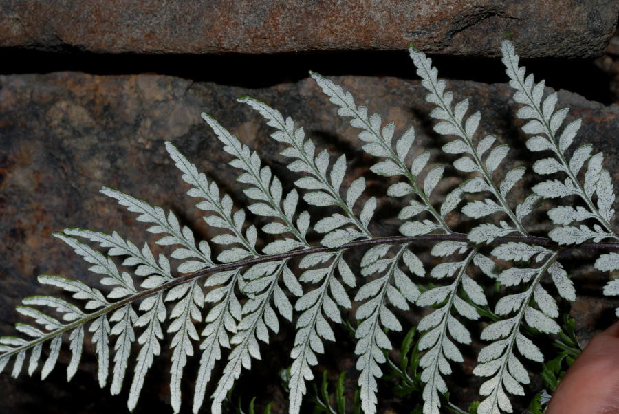 Pityrogramma calomelanos