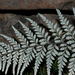 粉葉蕨 - Photo 由 Dale Lee Denham-Logsdon 所上傳的 (c) Dale Lee Denham-Logsdon，保留部份權利CC BY-NC