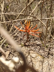 Erythrina leptorhiza