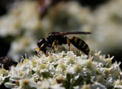 Ectemnius cephalotes