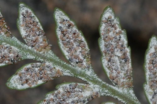 Pityrogramma calomelanos