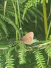 Aphantopus hyperantus