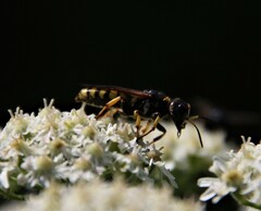 Ectemnius cephalotes