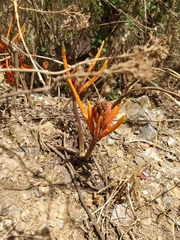 Erythrina leptorhiza