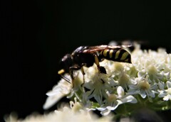 Ectemnius cephalotes
