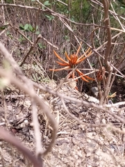 Erythrina leptorhiza