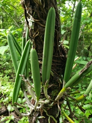 Brassavola nodosa