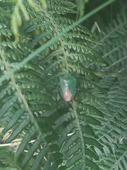Palomena prasina