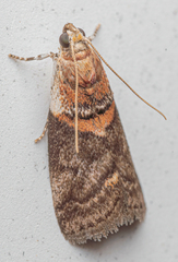 Acrobasis palliolella