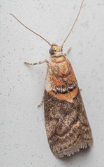 Acrobasis palliolella