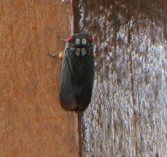 Acraephia perspicillata