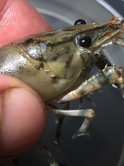 Procambarus suttkusi