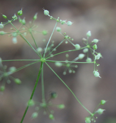 Pimpinella tripartita